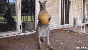 Kangaroo-Drops-Ball